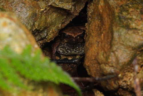 Balu Sticky Frog, Kalophrynus baluensis