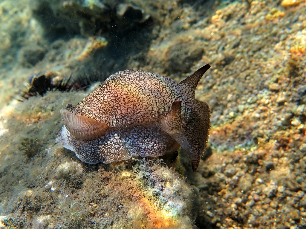 Pleurobranchaea meckeli