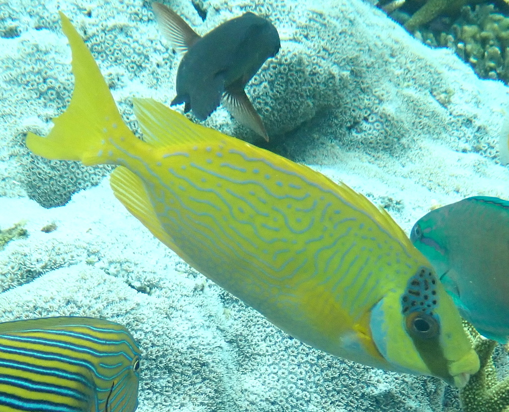 Masked Rabbitfish