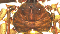 Acanthophrynus coronatus