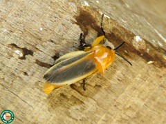 Endobrachys revocans