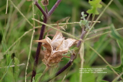 Datura quercifolia