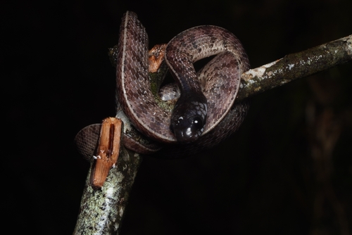 Inger’s Slug Snake