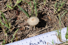 Coprinellus arenicola