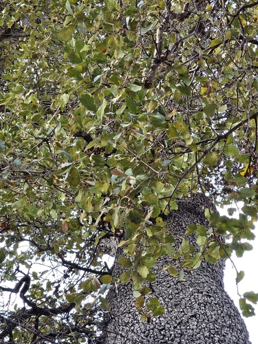 Image of Quercus arizonica by no rights reserved