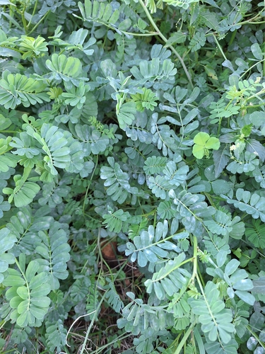 Image of Securigera securidaca by (c) Flora_DUMO, some rights reserved (CC BY)