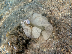 Pleurobranchaea meckeli