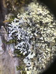 Physconia subpallida