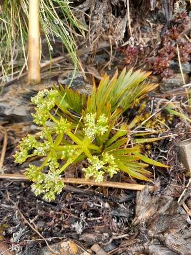 Aciphylla similis (Aciphylla similis)