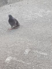 Columba livia domestica