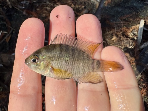 Black acara (Cichlasoma bimaculatum) — Cichlidae — 2