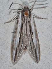 Sphinx vanbuskirki