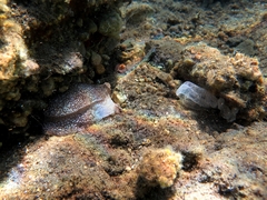 Pleurobranchaea meckeli