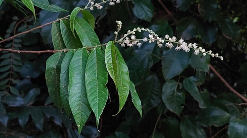 Croton cajucara