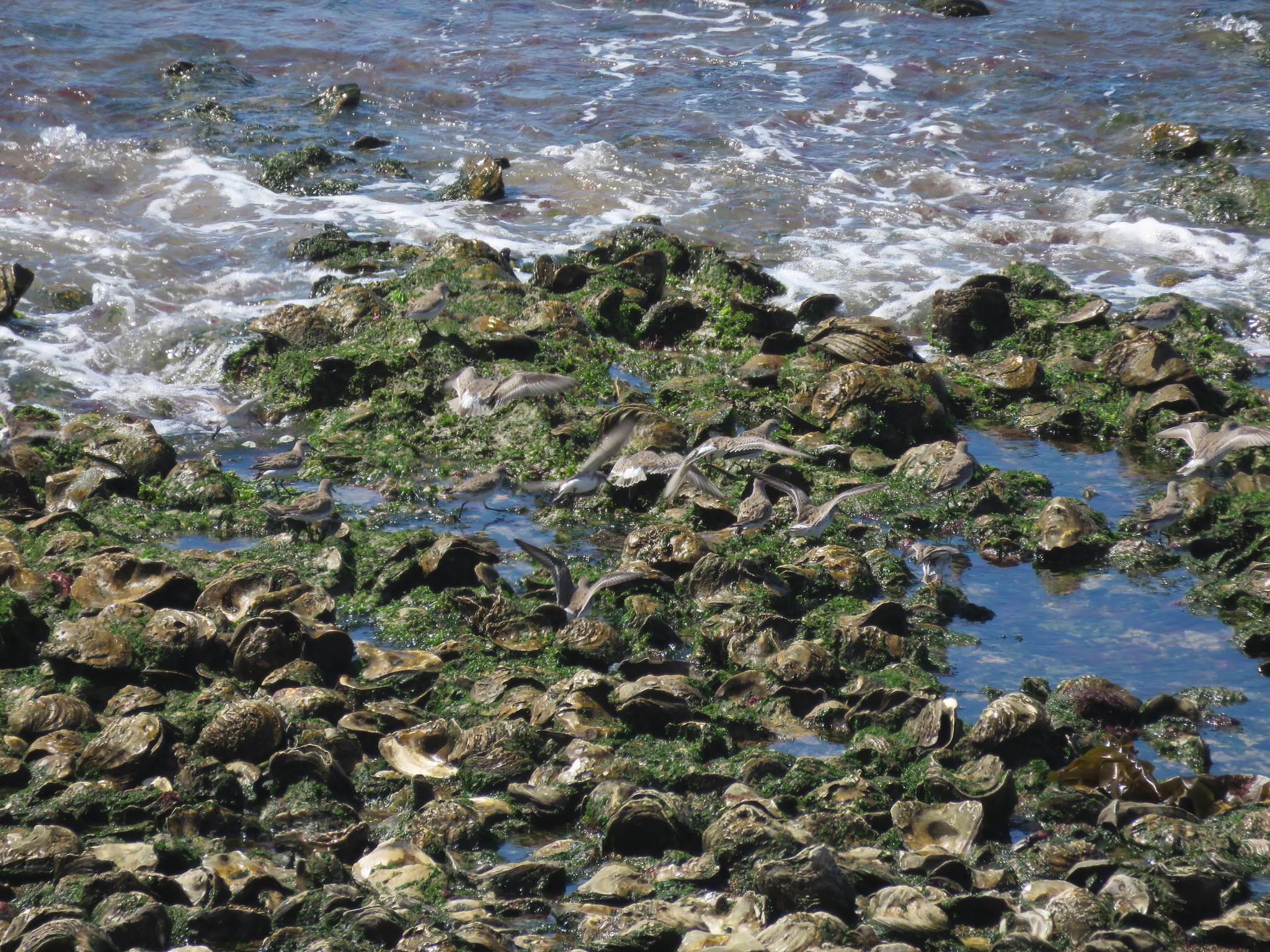 White-rumped Sandpiper