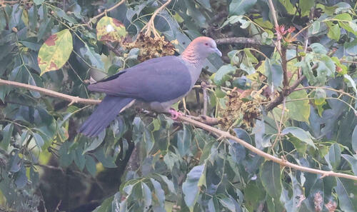 Eastern Bronze-naped Pigeon