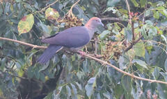 Eastern Bronze-Naped Pigeon photo 3