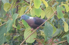 Eastern Bronze-Naped Pigeon photo 2