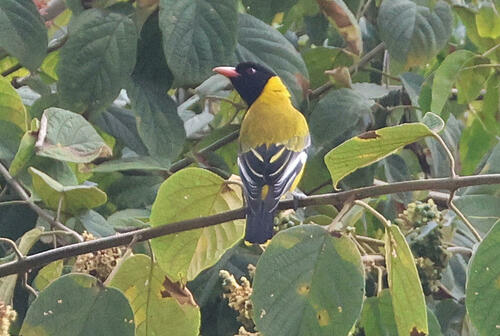 iNaturalist image