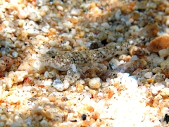 Pomatoschistus marmoratus