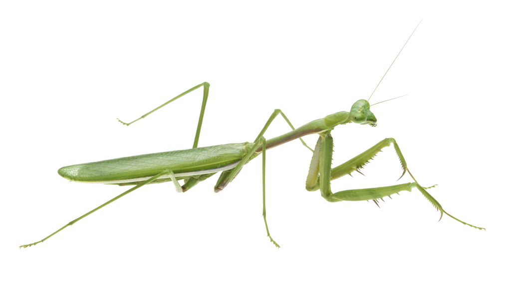 Austromantis albomarginata