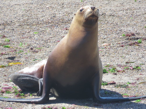 South American Sea Lion