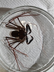 Acanthophrynus coronatus