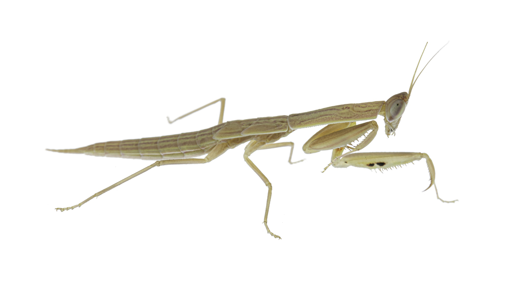Orthoderina