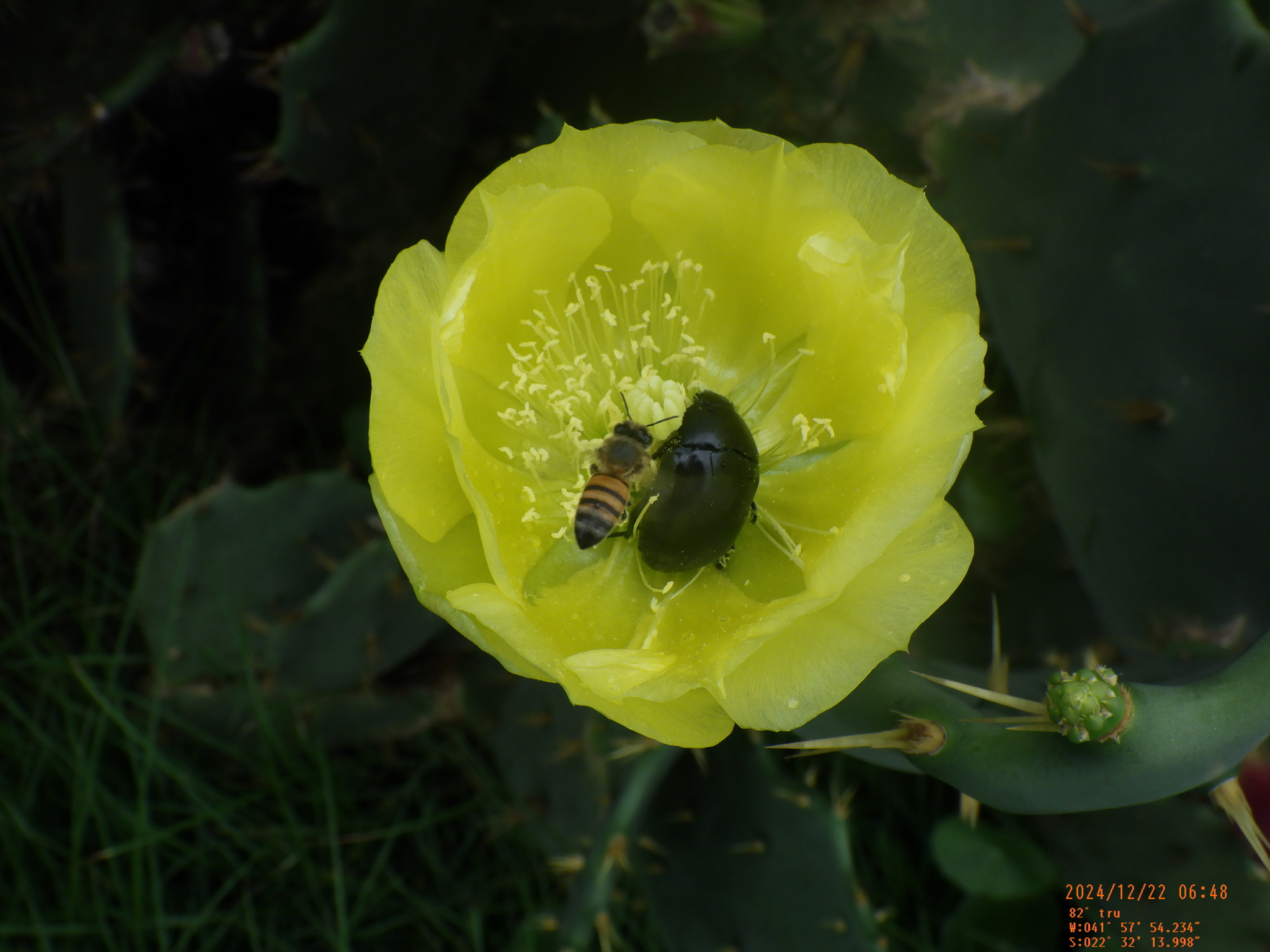 Opuntia dillenii
