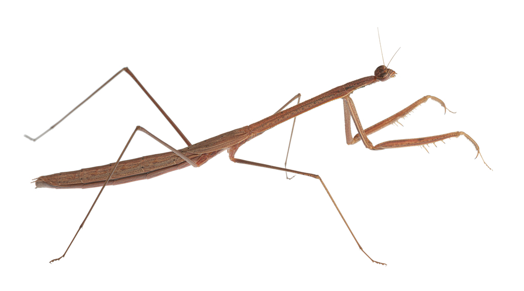 Slender Grass Mantises