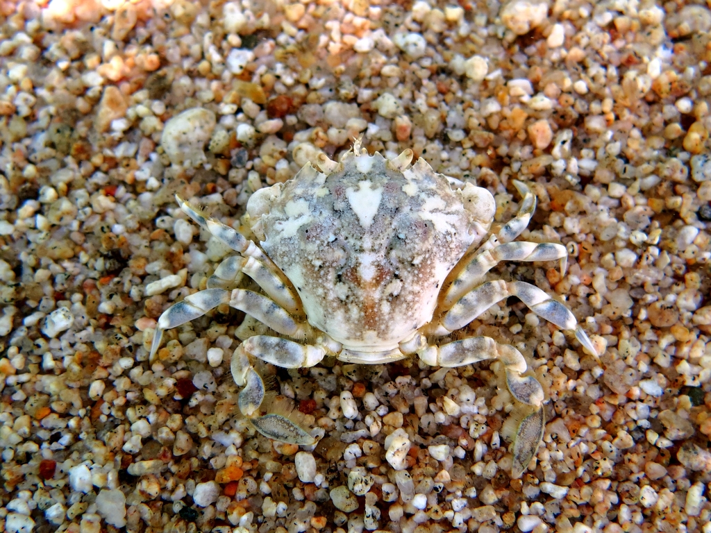 Portumnus lysianassa