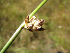 Juncus breweri
