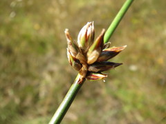 Juncus breweri
