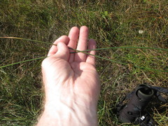 Juncus breweri