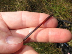Juncus breweri