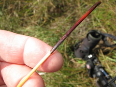 Juncus breweri