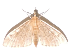 Ostrinia nubilalis