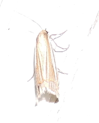 Crambus laqueatellus