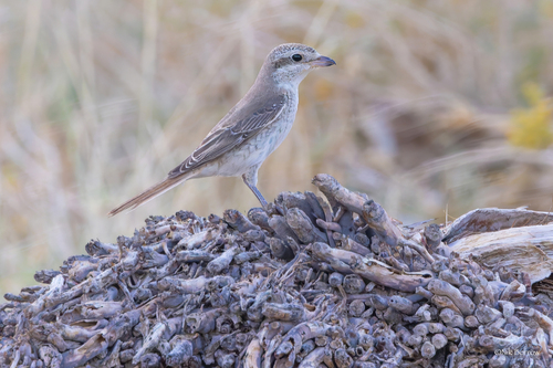 Red-tailed Shrike, photo 9 of 9