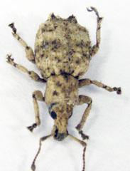 Brachyolus punctatus