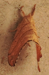 Drepana bilineata