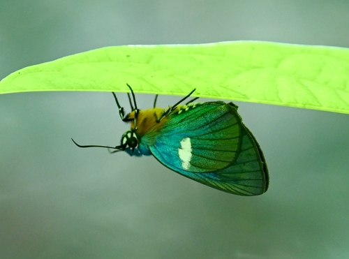 Blue Policeman
