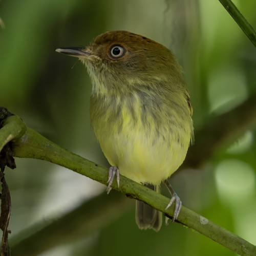 Scale-crested Pygmy Tyrant (Lophotriccus pileatus), photo 7