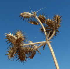Daucus pumilus