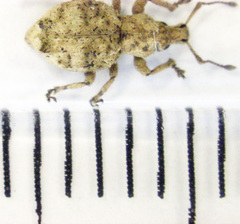 Brachyolus punctatus