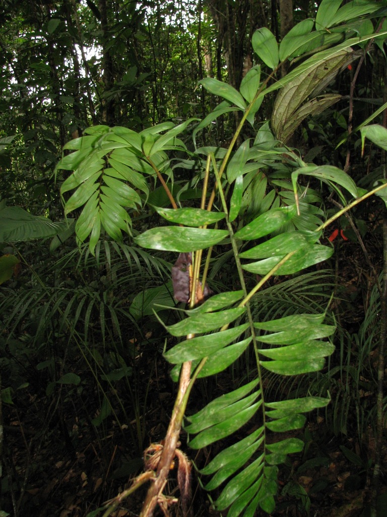 Bactris panamensis