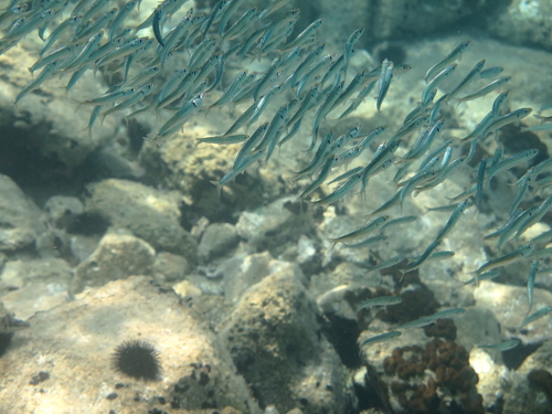 European Sardine