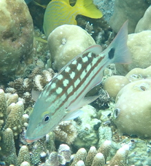 Lutjanus decussatus
