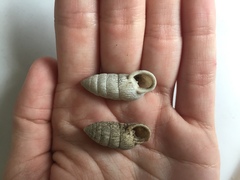 Cerion tridentatum
