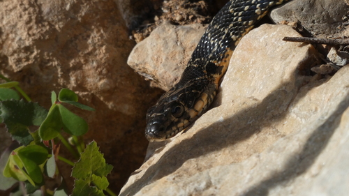 Horseshoe Whip Snake, Valencia, España, photo 10 of 10